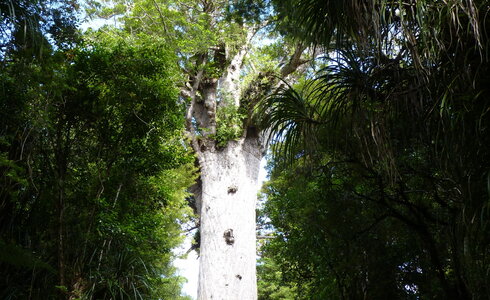 Over Tane Mahuta